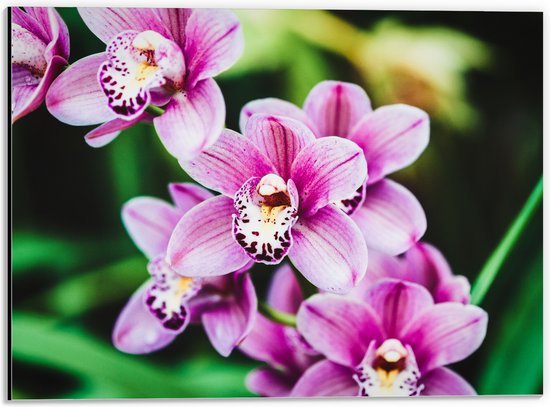 Dibond - Close-up van Roze Orchideeën aan Plant - 40x30 cm Foto op Aluminium (Met Ophangsysteem)
