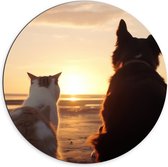 Dibond Muurcirkel - Kat en Hond op het Strand Kijkend naar Zonsondergang - 70x70 cm Foto op Aluminium Muurcirkel (met ophangsysteem)