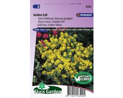 Sluis Garden - Geel Schildzaad Golden Fall (Alyssum)