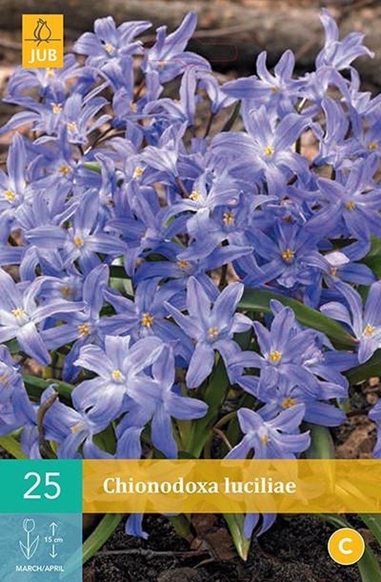 Chionodoxa luciliae - sneeuwroem - set van 25 stuks