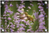 Tuinposter Kolibrie met Paarse Bloemen 120x80cm- Foto op Tuinposter (wanddecoratie voor buiten en binnen)