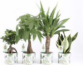 Amazone Mix in Jungle Keramiek ↨ 35cm - 4 stuks - hoge kwaliteit planten