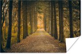 Affiche Chemin - Arbres - Forêt - 60x40 cm