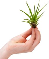 PLNTS - Baby Tillandsia Melanocrater (Luchtplantje) - Kamerplant - Stekplantje 2 cm - Hoogte 10 cm