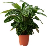 PLNTS - Calathea Zebrina (Gebedsplant) - Kamerplant - Kweekpot 19 cm - Hoogte 55 cm