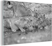 Glasschilderij - Drinkende leeuwin met welpen - zwart wit - 30x20 cm - Acrylglas Schilderijen - Foto op Glas