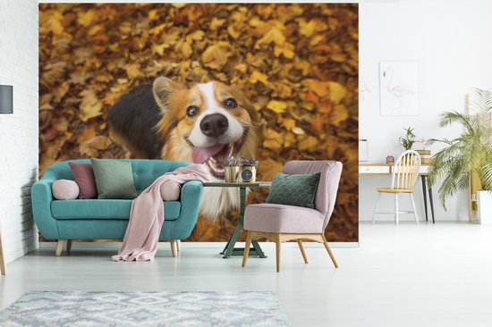 Papier peint Papier peint photo en vinyle - Corgi en automne largeur 350 cm x hauteur 260 cm - Tirage photo sur papier peint (disponible en 7 tailles)