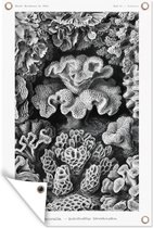 Tuinposter - Koraal - Kunst - Vintage - Tuin - Ernst Haeckel - 80x120 cm - Tuindoek - Tuindecoratie