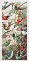 Sticker pour porte Colibri - Vintage - Ernst Haeckel - Vogel - Art - Nature - 90x205 cm - Porte Affiche