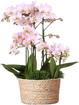Kolibri Orchids | roze plantenset in Reed Basket incl. waterreservoir | drie roze orchideeën en drie groene planten Rhipsalis | Field Bouquet roze met zelfvoorzienend waterreservoir