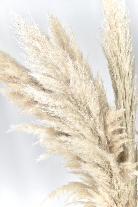 Gedetailleerd beeld van de zachte, beige pluimen van pampasgras.