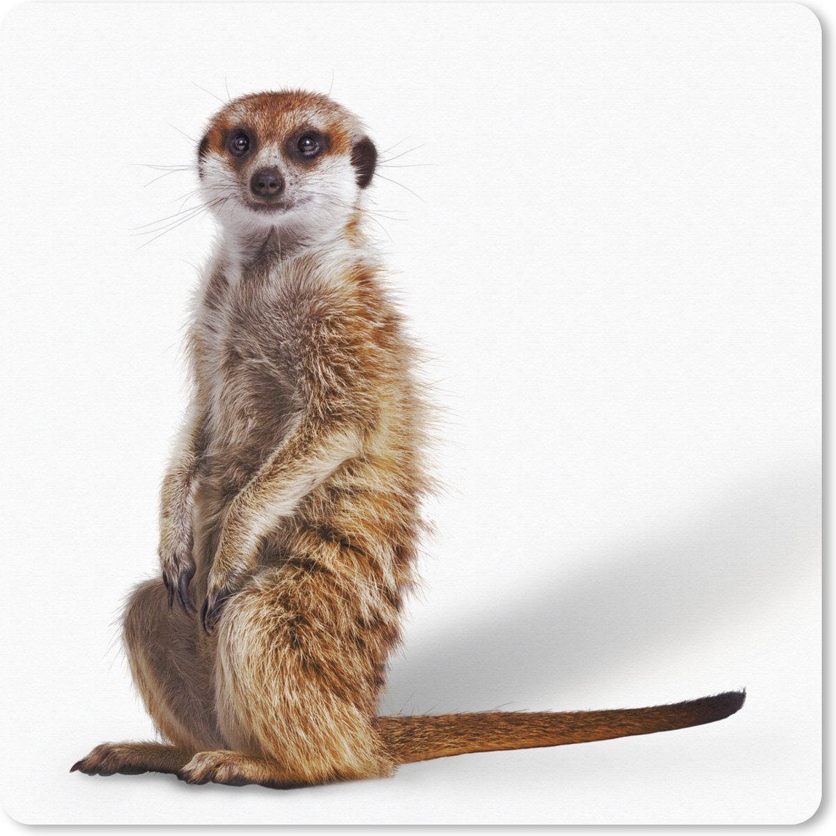 Muismat XXL 50x50 cm - Bureau onderlegger - Bureau mat Stokstaartje - Dieren - Vacht - Bureaumat - Gaming mousepad xl - Bureaulegger groot - Computer deskmat