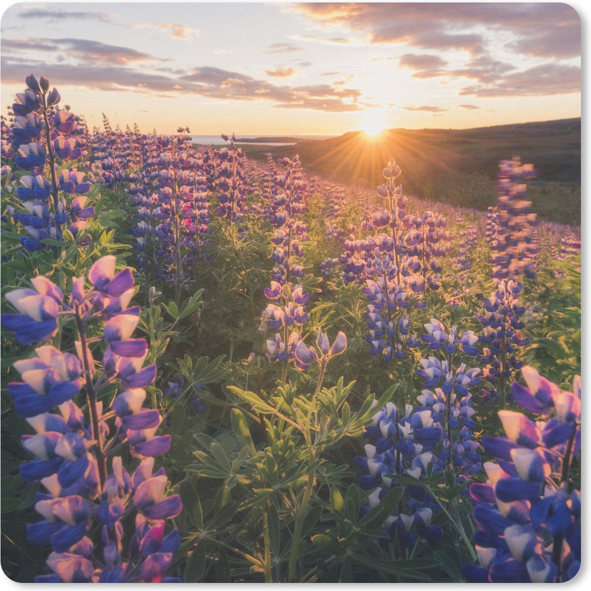 Muismat XXL 50x50 cm - Bureau onderlegger - Bureau mat Lupine - Zon - Paars - Bureaumat - Gaming mousepad xl - Bureaulegger groot - Computer deskmat