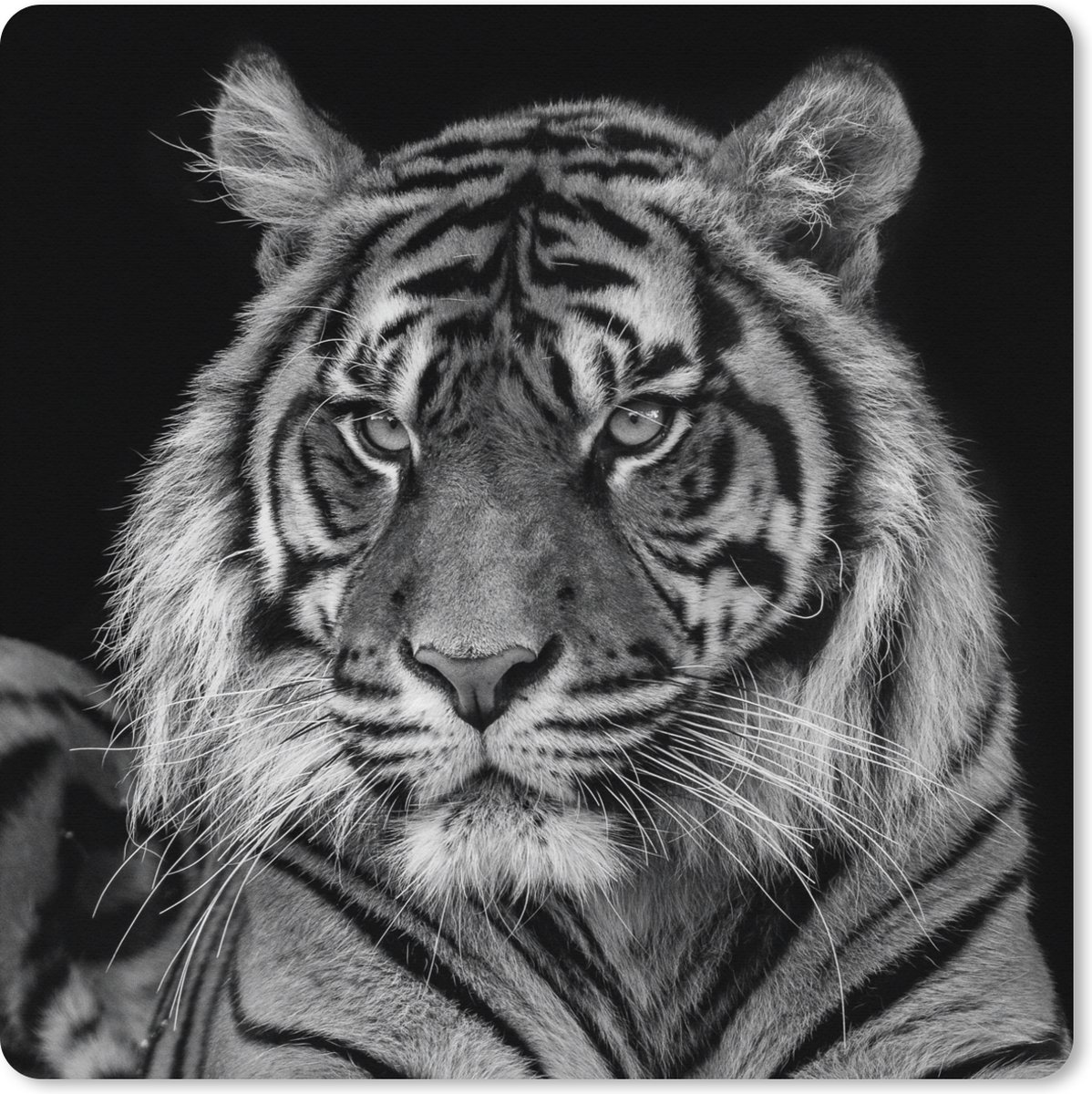 Muismat XXL - Bureau onderlegger - Bureau mat - Sumatraanse tijger op zwarte achtergrond in zwart-wit - 60x60 cm - XXL muismat