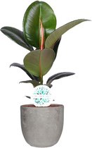 Ficus Elastica Robusta in Mica sierpot Jimmy (lichtgrijs) ↨ 55cm - hoge kwaliteit planten