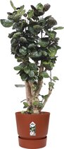 Polyscias Fabian in Elho® Greenville pot ↨ 110cm - hoge kwaliteit planten