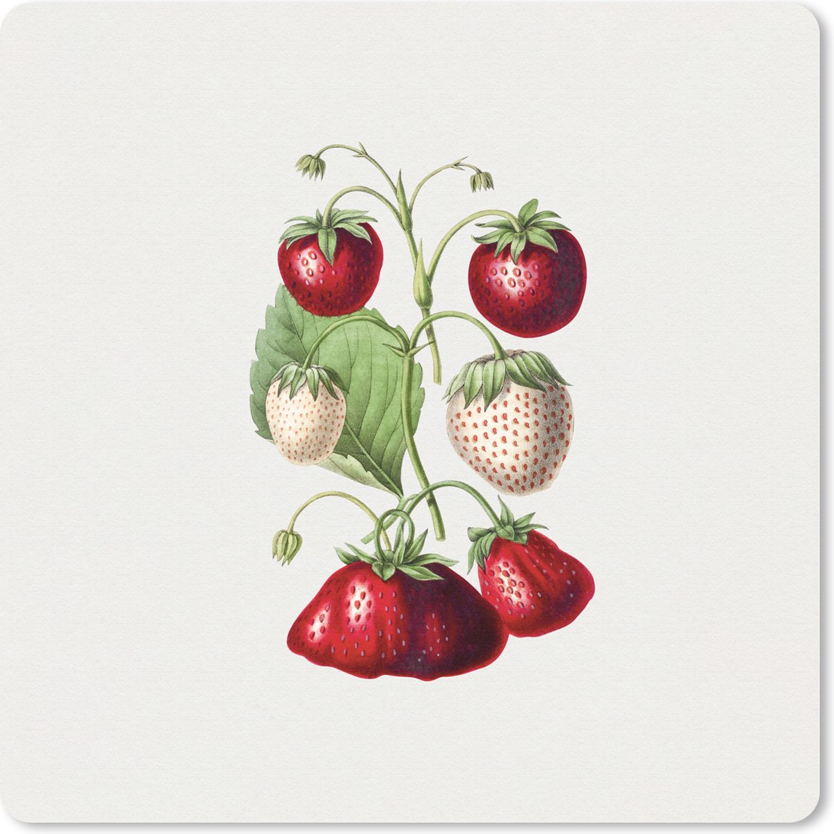 Muismat 20x20 cm - Mousepad Aardbeien - Plant - Fruit - Muismatten