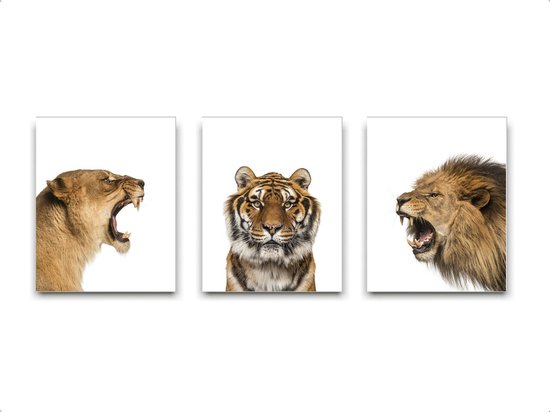 Schilderij  Set 3 Safari leeuw tijger leeuwin brul - Gekleurd / Jungle / Safari / 50x40cm