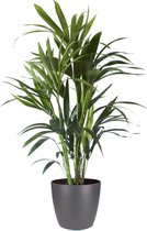 Kamerplant van Botanicly – Kentiapalm incl. sierpot antraciet als set – Hoogte: 90 cm – Howea forsteriana Kentia