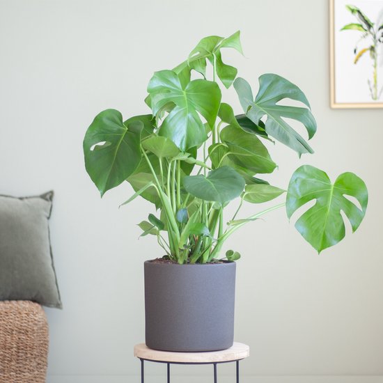 Monstera in pot
