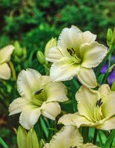 3 stuks | Hemerocallis 'Arctic Snow' P9 cm