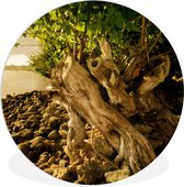 WallCircle - Wandcirkel ⌀ 90 - Een afgekapte boom met nieuw leven op het eiland Mo'orea - Ronde schilderijen woonkamer - Wandbord rond - Muurdecoratie cirkel - Kamer decoratie binnen - Wanddecoratie muurcirkel - Woonaccessoires