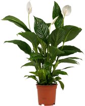 Kamerplant van Botanicly – Lepelplant – Hoogte: 75 cm – Spathiphyllum