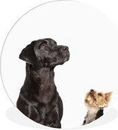 WallCircle - Wandcirkel ⌀ 30 - Omhoog kijkende honden - Ronde schilderijen woonkamer - Wandbord rond - Muurdecoratie cirkel - Kamer decoratie binnen - Wanddecoratie muurcirkel - Woonaccessoires