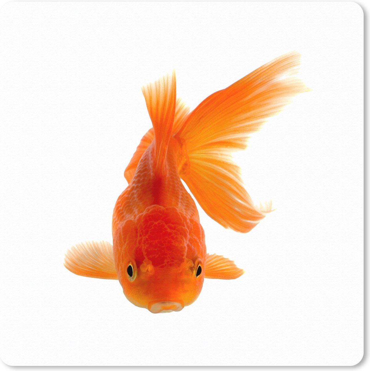 Muismat XXL 40x40 cm - Bureau onderlegger - Bureau mat Goudvis - Zeedieren - Oranje - Bureaumat - Gaming mousepad xl - Bureaulegger groot - Computer deskmat