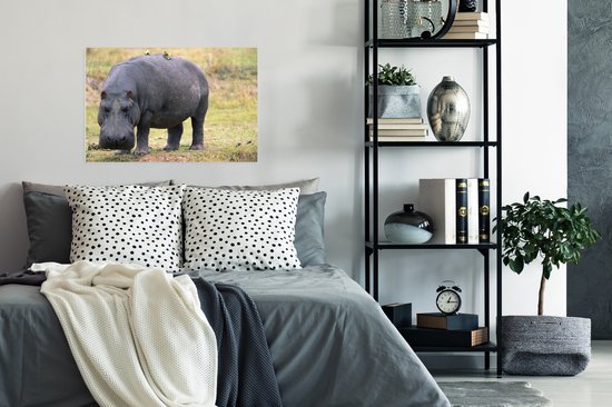 Affiche Hippopotame sur terre sèche 60x40 cm - Tirage photo sur Poster (décoration murale salon / chambre) / Poster Animaux