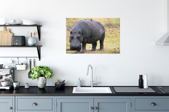 Affiche Hippopotame sur terre sèche 60x40 cm - Tirage photo sur Poster (décoration murale salon / chambre) / Poster Animaux