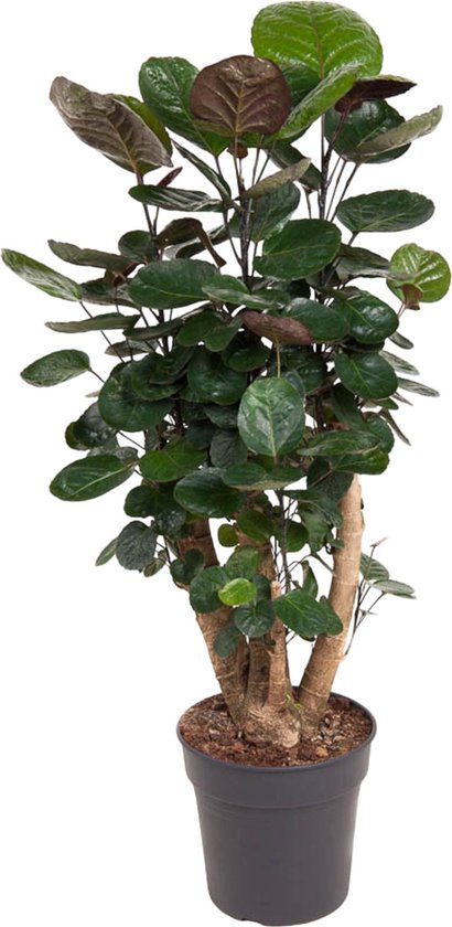 Foto: Trendyplants polyscias fabian aralia kamerplant hoogte 80 100 cm potmaat 24cm