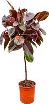 Trendyplants - Ficus Elastica Belize op stam - Rubberboom - Kamerplant - Hoogte 120-140 cm - Potmaat Ø24cm