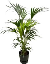 Trendyplants - Kentia palm inclusief elho Greenville Round zwart - 160 cm - Ø30cm