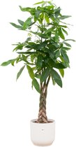 Trendyplants - Pachira Aquatica inclusief elho Vibes Fold Round wit - 160 cm - Ø30cm