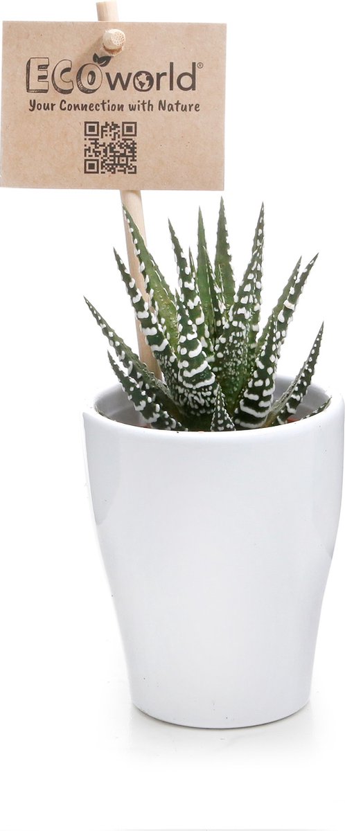 ARTKETTY Succulent Pots, Ceramic Succulent Plants Pots with Drain, Bamboo Tray, 1 Rectangular Flower Pot 1 Round Flower Pot for Indoor Cactus Bonsai Plants Home (Red