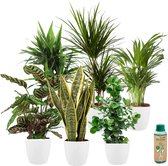 vdvelde.com - Urban Jungle - Makkelijk te verzorgen soorten - Kamerplanten 6 stuks - Ø 12 cm - Hoogte 30-40 cm in Witte Kunststof Sierpotten + Kamerplantenvoeding
