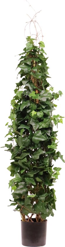 kaktus gift Christmas Cactus: Prickly St Nick main image 1