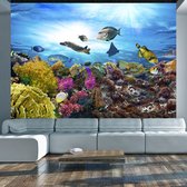 Fotobehangkoning - Behang - Vliesbehang - Fotobehang Koraalrif - Tropische Vissen in Zee - Koraal - 400 x 280 cm