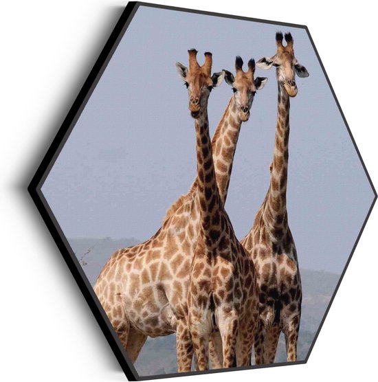 Akoestisch Schilderij Drie Giraffen Hexagon Basic M (60 X 52 CM) - Akoestisch paneel - Akoestische Panelen - Akoestische wanddecoratie - Akoestisch wandpaneel