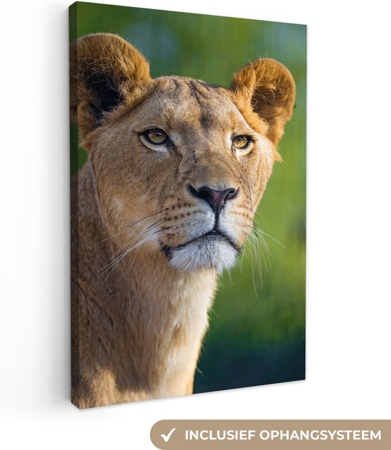 Jeune lionne sur toile 20x30 cm - petit - Tirage photo sur toile (Décoration murale salon / chambre) / Peintures sur toile Animaux