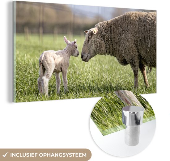Peinture sur Verre - Moutons - Herbe - Printemps - 40x20 cm - Peintures sur Verre Peintures - Photo sur Glas
