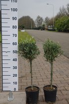 2 Olijfboompjes 60 cm hoog - Olea Europea - Olijfbomen
