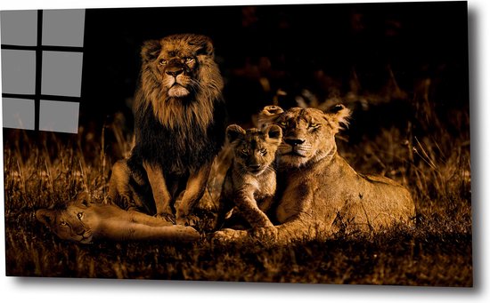 Lion family x 60x40 plexiglas 5mm