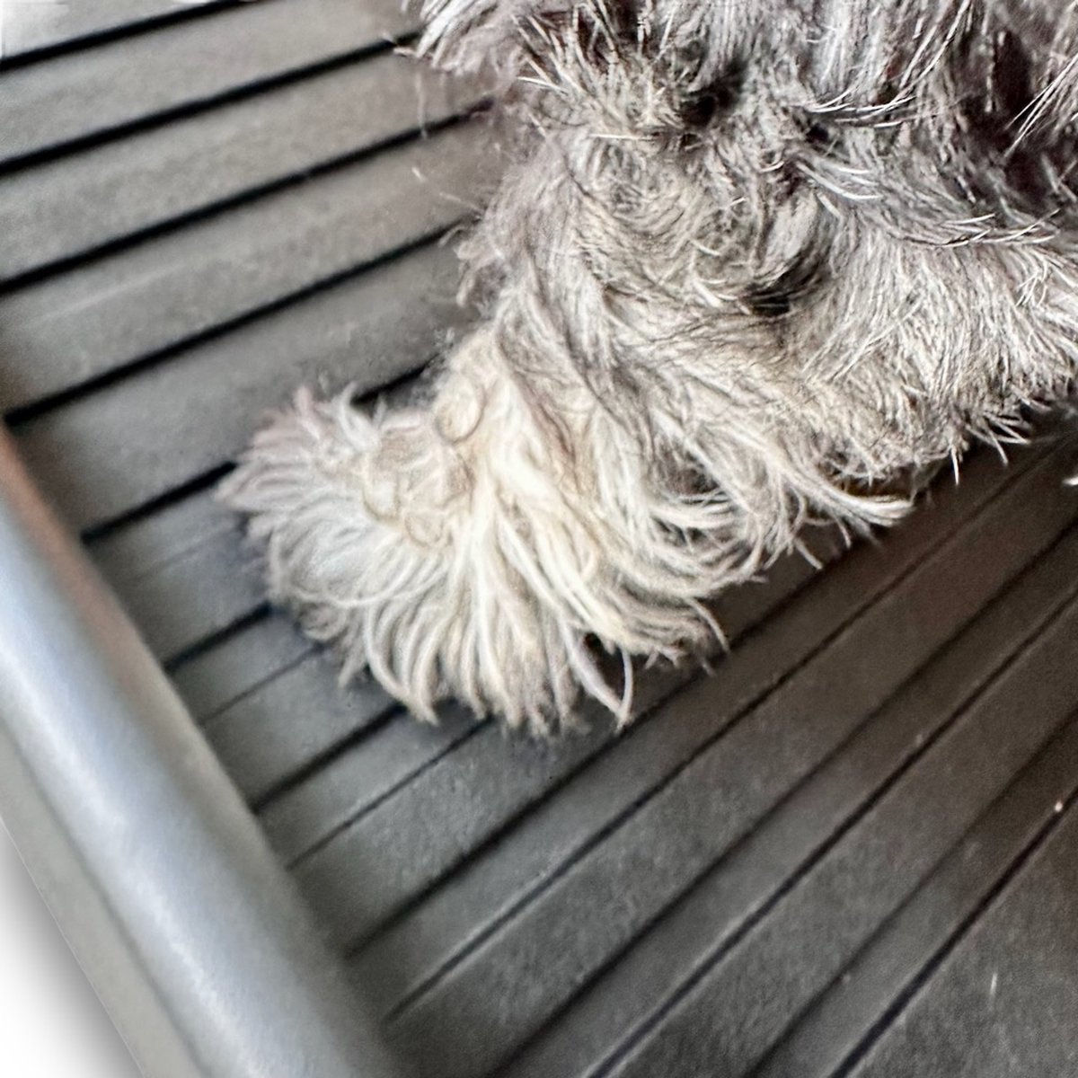 Loopplank Hond - Hondentrap - Loopplank - Trap - Paars - 45cm