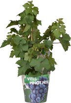 Fruitboom – Vitis Pixie 'Pinot Noir' (Vitis Pixie 'Pinot Noir') – Hoogte: 30 cm – van Botanicly