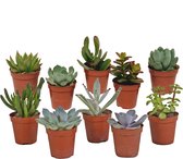 Botanicly — Vetplanten Mix | 10 planten | 13 cm hoogte