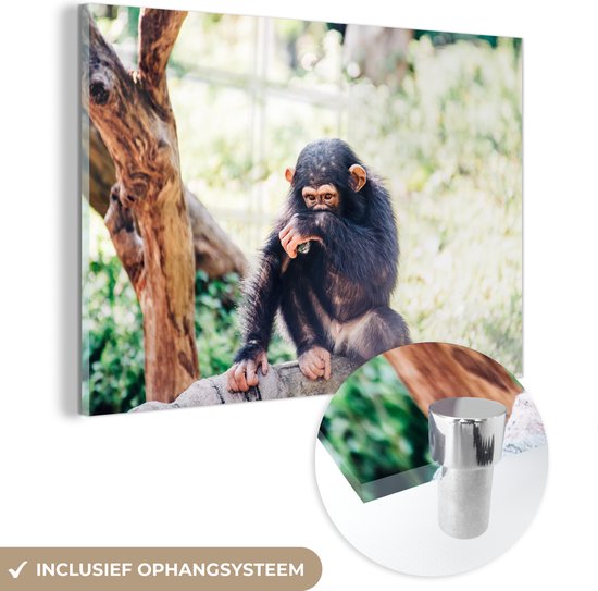 MuchoWow® Glasschilderij 60x40 cm - Schilderij acrylglas - Close-up chimpansee aap zittend in het bos - Foto op glas - Schilderijen