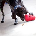Een bruine hond met oranje halsband snuffelt aan een rood Kong-speeltje.