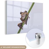 MuchoWow® Peinture sur verre 180x120 cm - Peinture sur verre acrylique - Grenouille - Branche - Grijs - Photo sur verre - Peintures